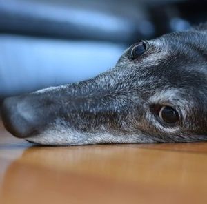 Meet your Posher, Marcy